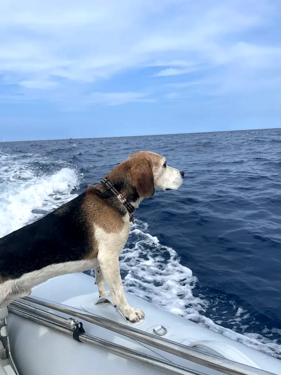 Perro en Alma Canina, Girona