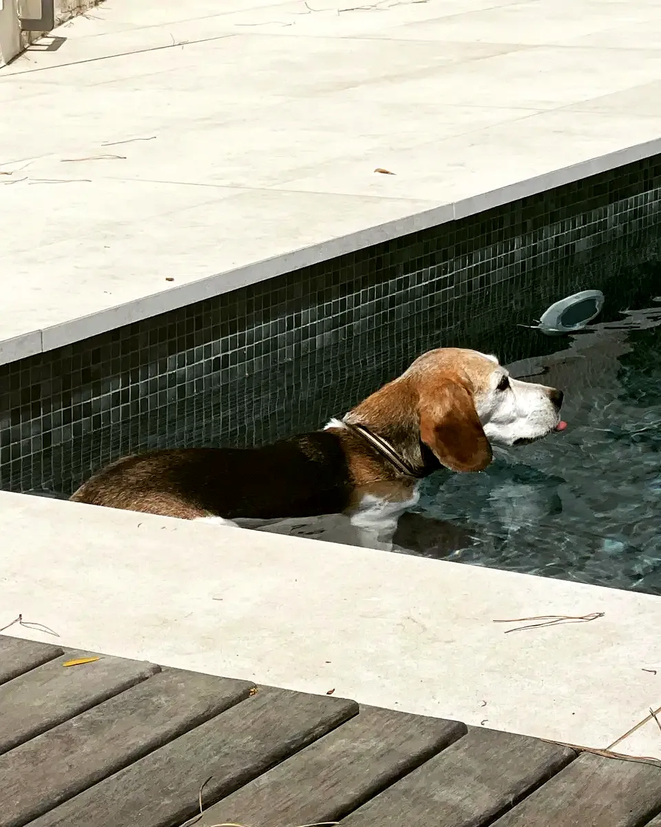 Perro en Alma Canina, Girona