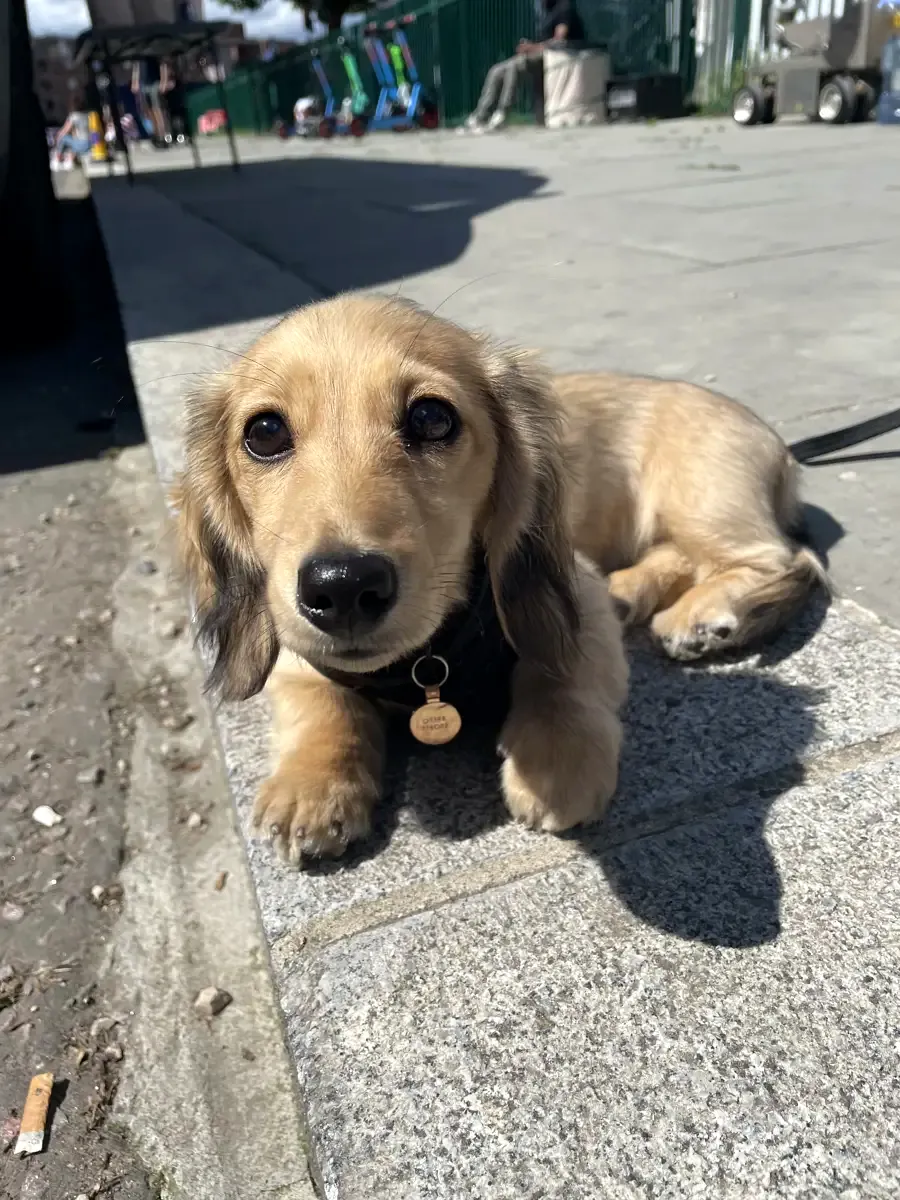 Perro en Alma Canina, Girona