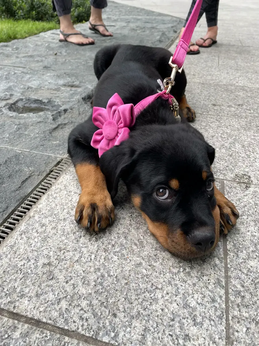 Perro en Alma Canina, Girona