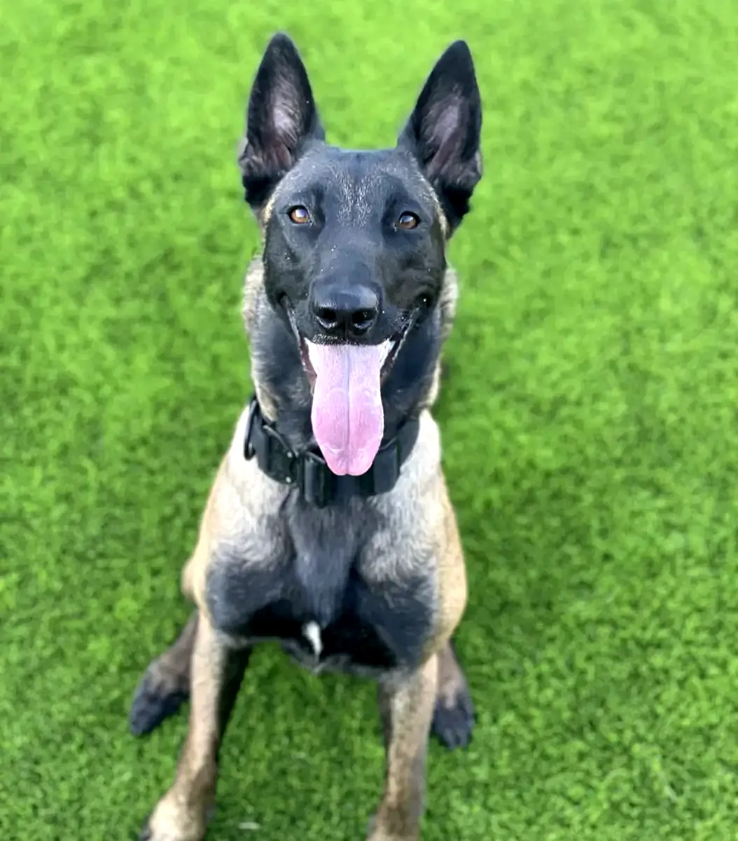 Perro en Alma Canina, Girona