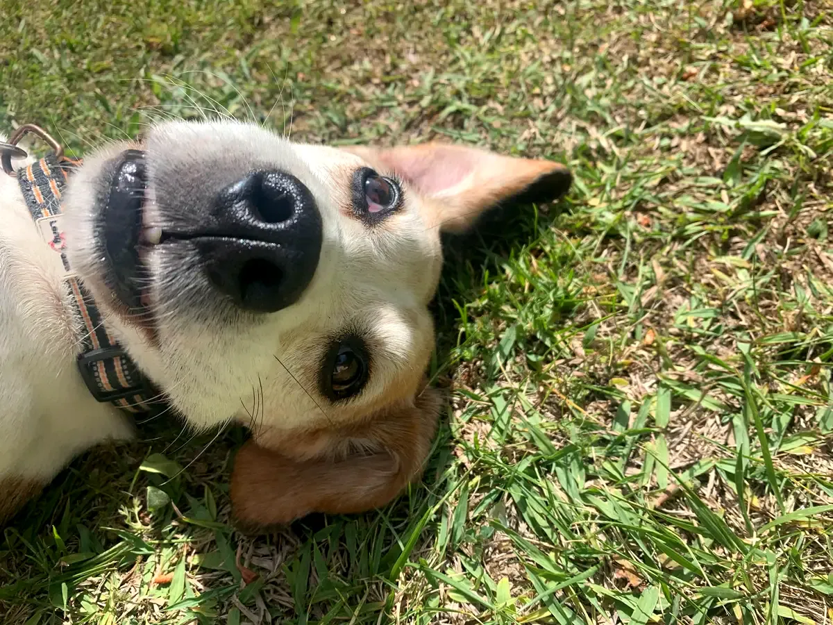 Perro en Alma Canina, Girona