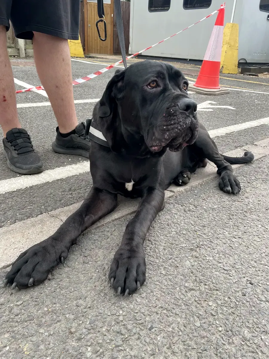 Perro en Alma Canina, Girona