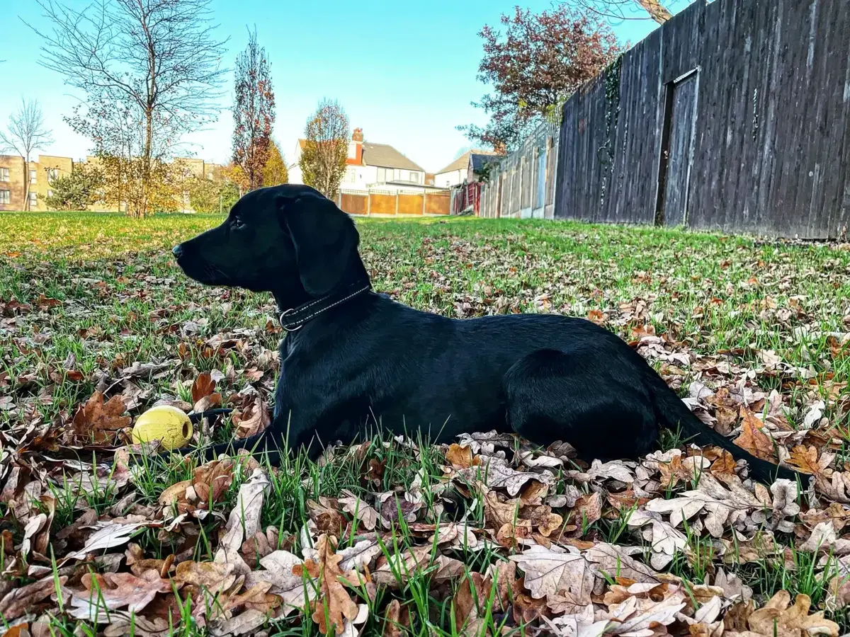 Perro en Alma Canina, Girona