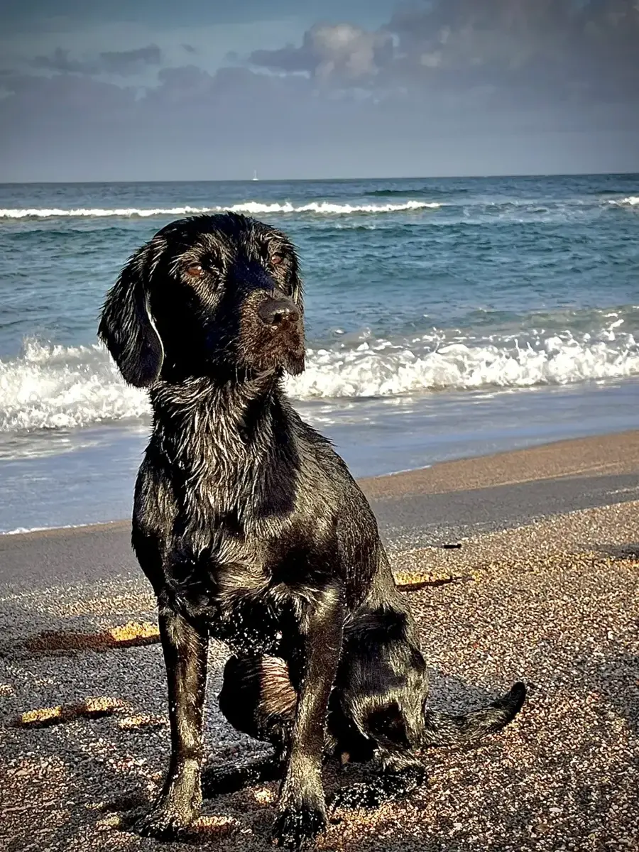 Perro en Alma Canina, Girona