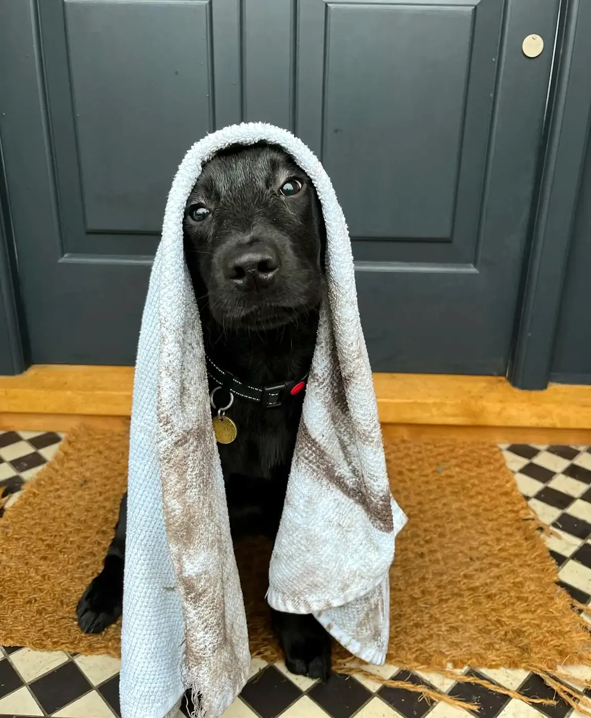 Loki