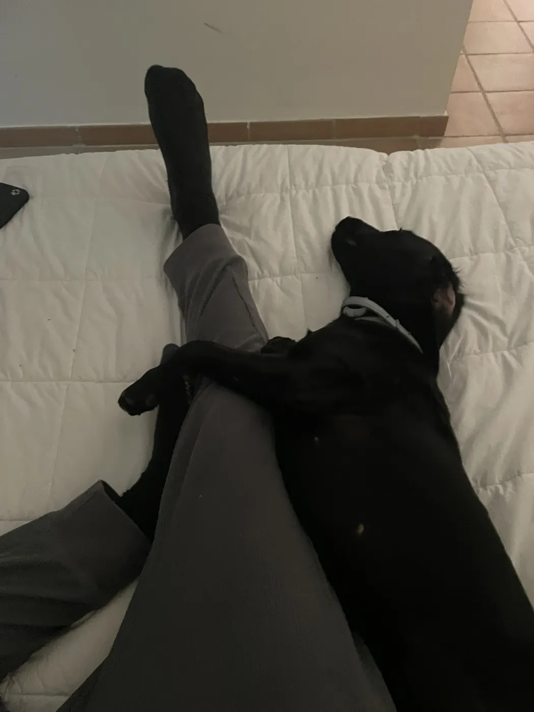 Loki asleep on the bed