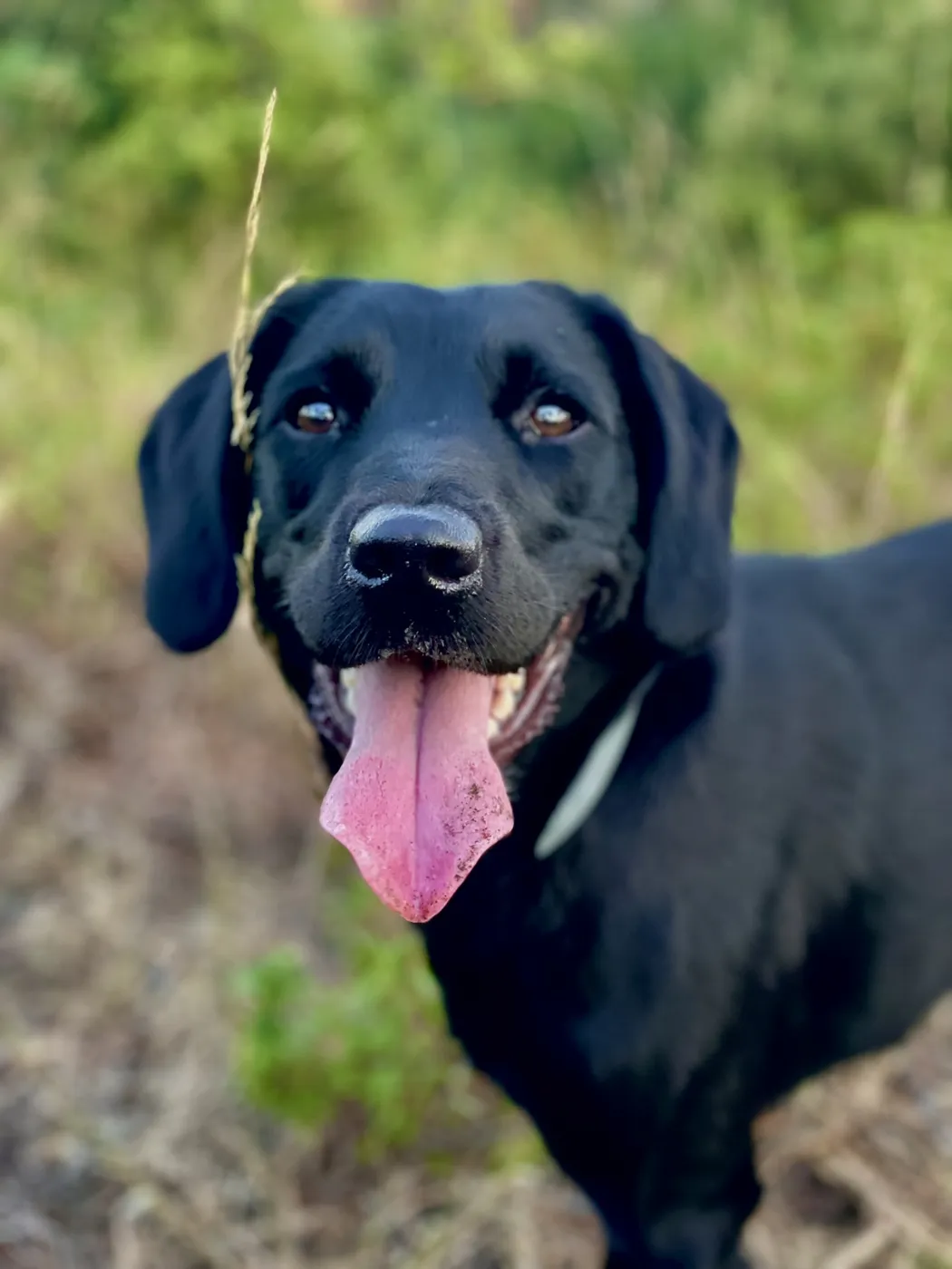 Loki looking happy with her tongue out