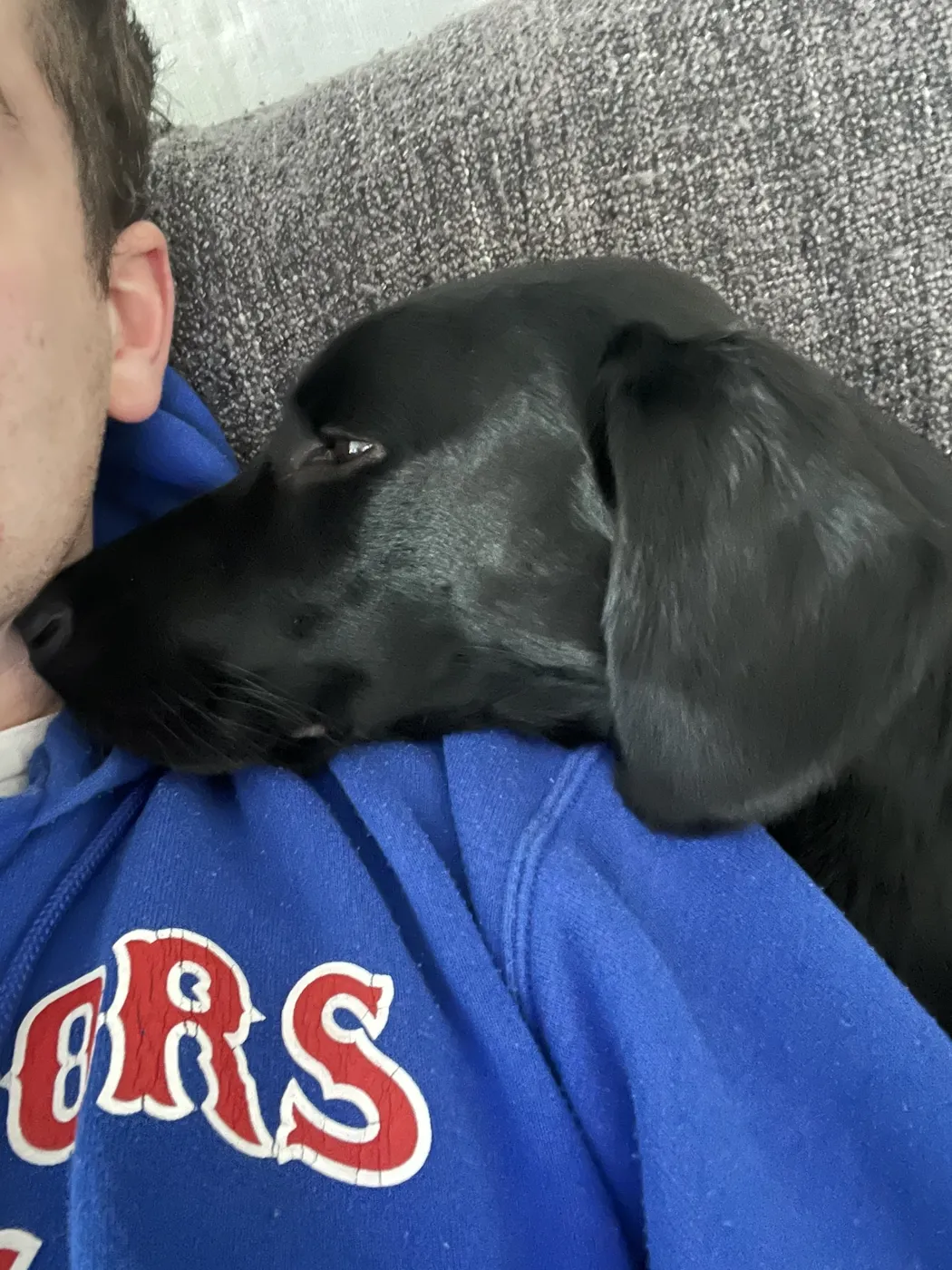 Loki resting on Carlo's shoulder