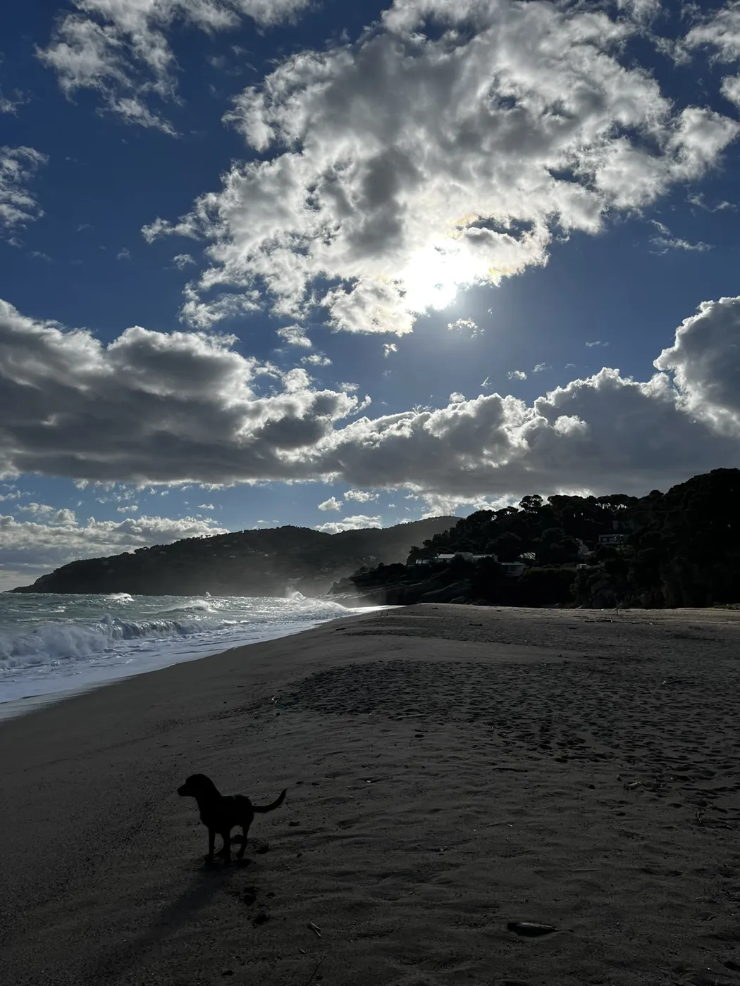 Loki en la playa al atardecer