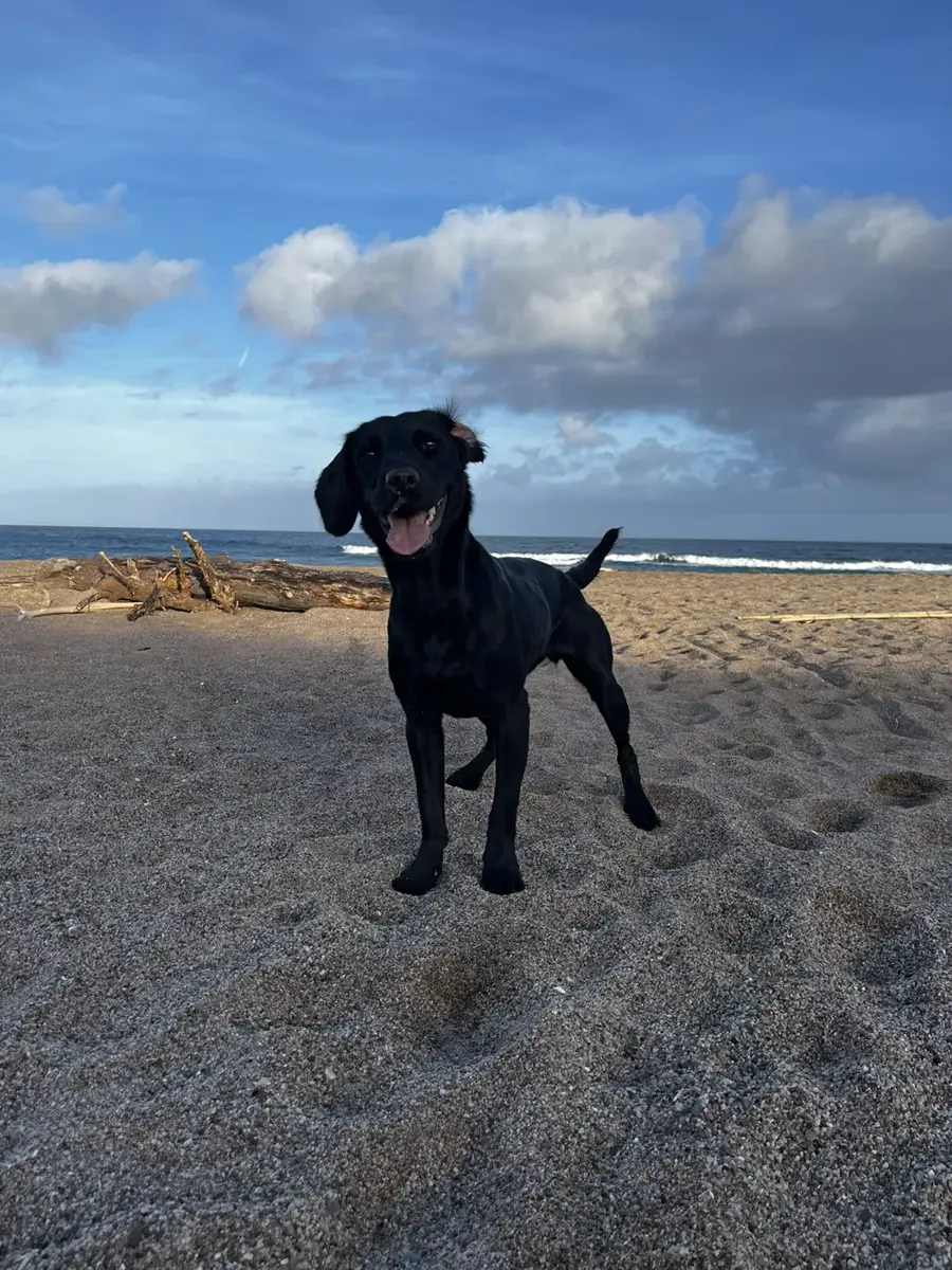 Loki en la arena