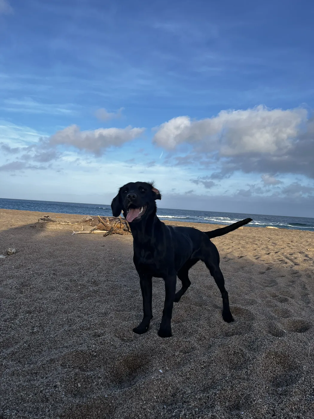Loki jugando en la playa
