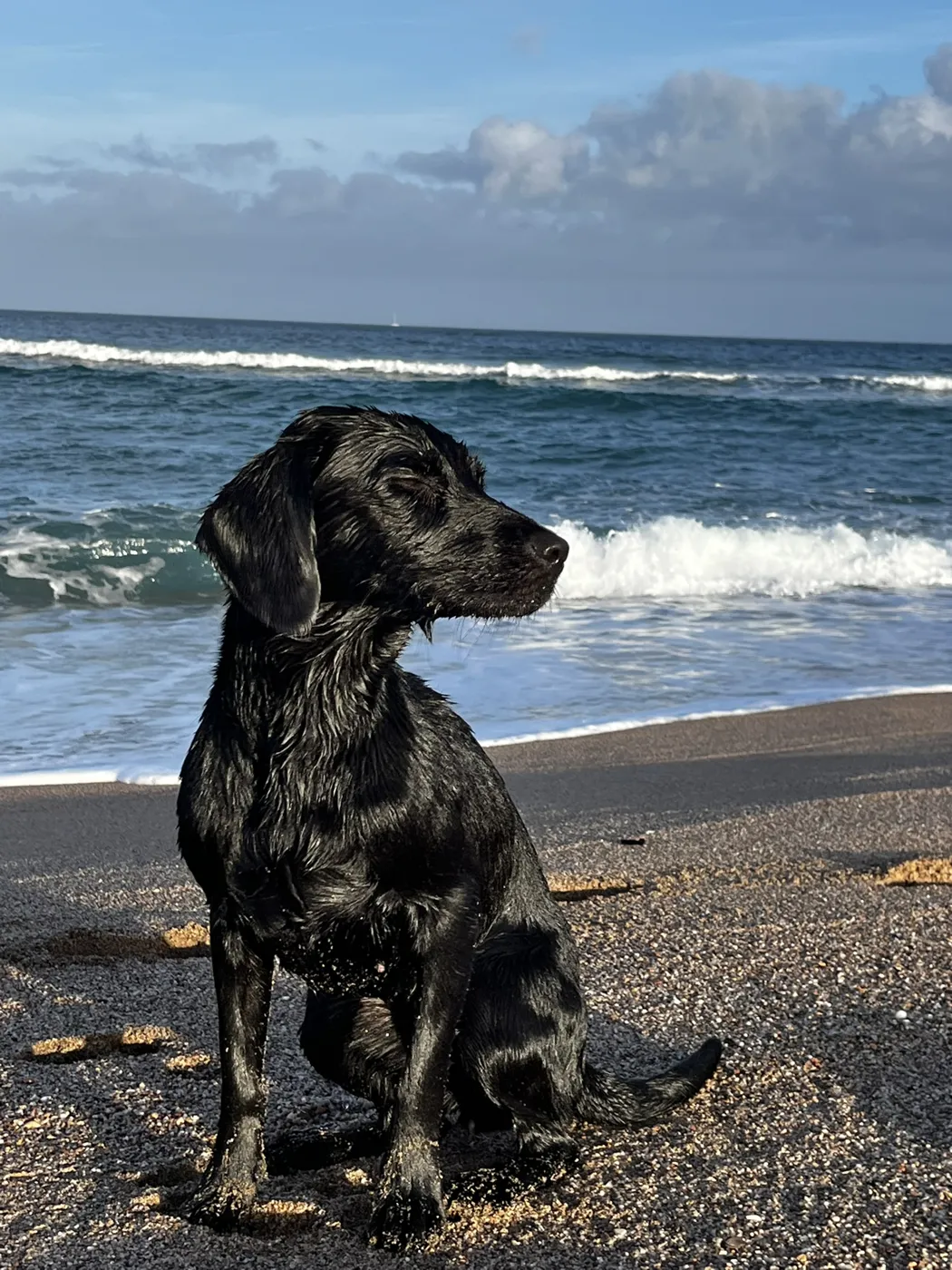 Loki sentada frente al mar
