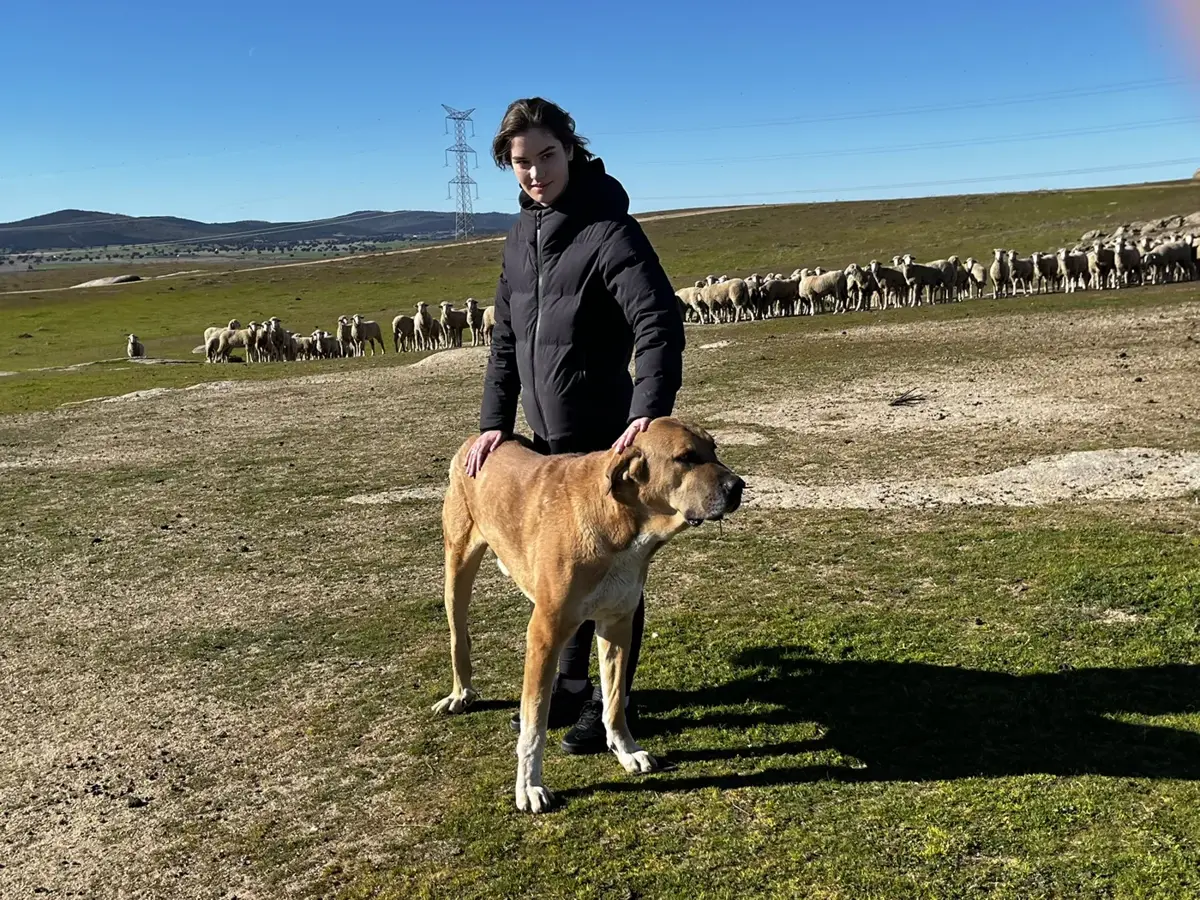A mastiff guarding a flock of sheep
