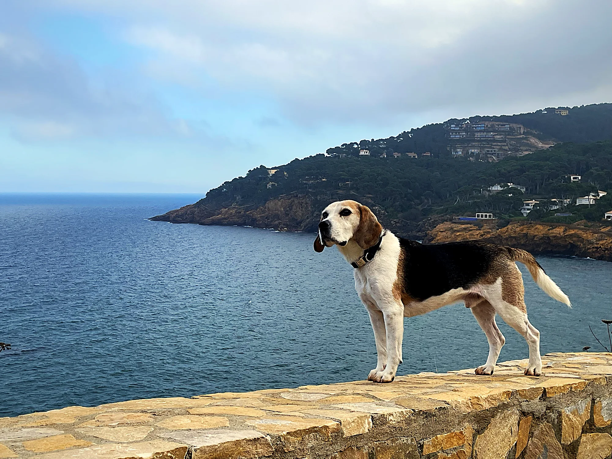 Beagle frente al mar en la Costa Brava