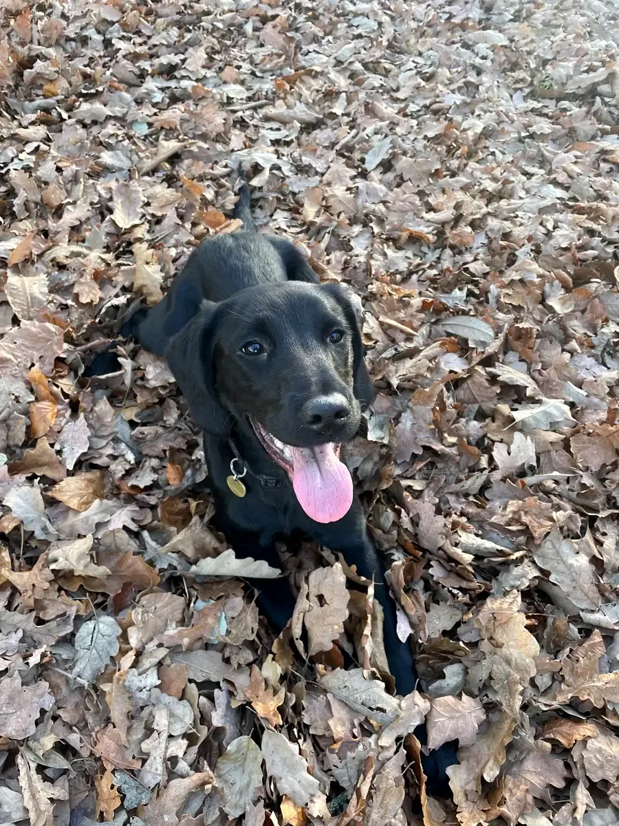 Perro en Alma Canina, Girona