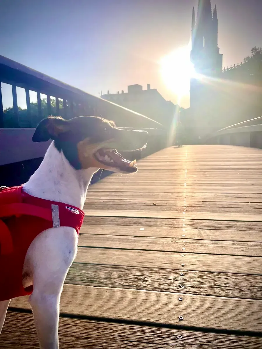 Perro en Alma Canina, Girona